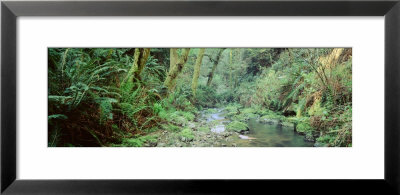 Stream In A Forest, Van Damme State Park, Mendocino, California, Usa by Panoramic Images Pricing Limited Edition Print image