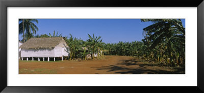 Hut Near Palm Trees, Vinales, Cuba by Panoramic Images Pricing Limited Edition Print image