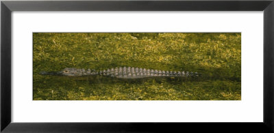 Alligator Flowing In A Canal, Big Cypress Swamp National Preserve, Tamiami, Ochopee, Florida, Usa by Panoramic Images Pricing Limited Edition Print image