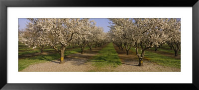 Trees In A Row, Almond Tree, Sacramento, California, Usa by Panoramic Images Pricing Limited Edition Print image