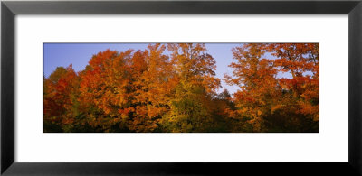 Fall Trees, Vermont, Usa by Panoramic Images Pricing Limited Edition Print image