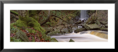 Stream Flowing Through A Forest, Mallyan Spout, Goathland, Whitby, North Yorkshire, England, Uk by Panoramic Images Pricing Limited Edition Print image