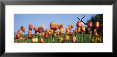 Tulip Flowers With A Windmill In The Background, Holland, Michigan, Usa by Panoramic Images Pricing Limited Edition Print image