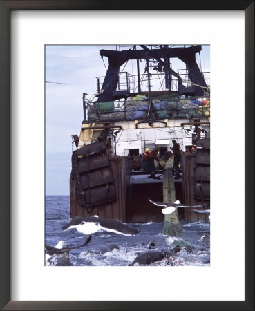 Hake Stern Trawler Pulling In Its Catch Surrounded By Cape Fur Seals, Cape Point, Atlantic Ocean by Chris And Monique Fallows Pricing Limited Edition Print image