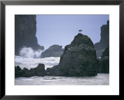 A Gull Sits On A Rock At Cannon Beach by Phil Schermeister Pricing Limited Edition Print image