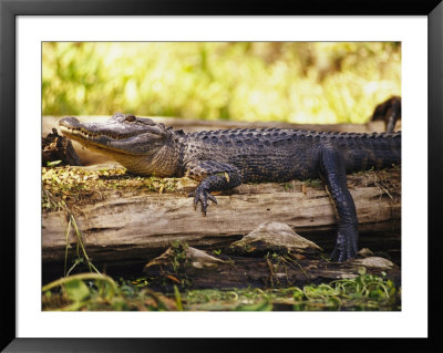American Alligator On A Log by Richard Nowitz Pricing Limited Edition Print image