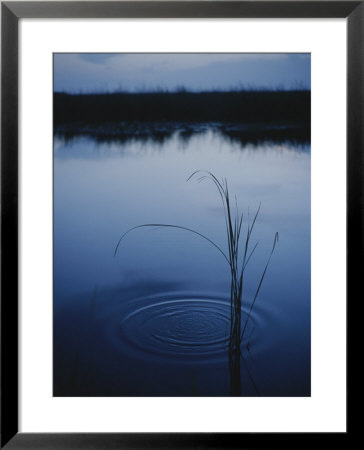 Ripples Form Around A Grass Stalk In A Calm Body Of Water by Raul Touzon Pricing Limited Edition Print image