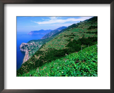 Vineyards From Trail Above Corniglia, Cinque Terre, Liguria, Italy by John Elk Iii Pricing Limited Edition Print image