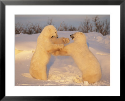 A Pair Of Polar Bears, Ursus Maritimus, Frolic In A Snowy Landscape by Norbert Rosing Pricing Limited Edition Print image