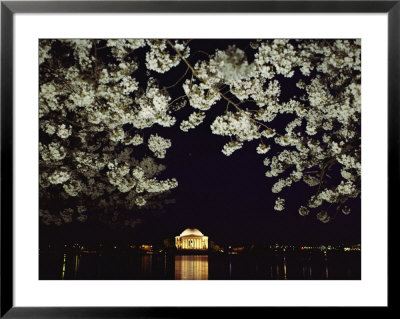 Japanese Cherry Blossoms Frame A Night View Of The Jefferson Memorial by Kenneth Garrett Pricing Limited Edition Print image