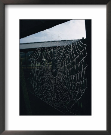A Bedewed Spider Web In A Dark Shed by James L. Stanfield Pricing Limited Edition Print image