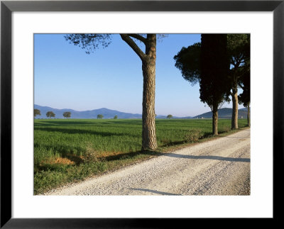 Parasol Prines And Cypress Trees, Grosseto Province, Tuscany, Italy by Bruno Morandi Pricing Limited Edition Print image