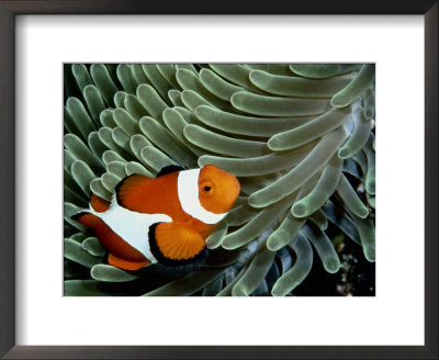 A False Clown Anemonefish Swims Through Sea Anemone Tentacles by Wolcott Henry Pricing Limited Edition Print image