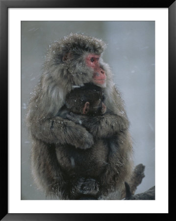 A Mother Snow Monkey, Or Japanese Macaque, Holds Her Infant by Annie Griffiths Belt Pricing Limited Edition Print image