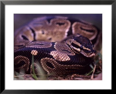 A Ball Python by Taylor S. Kennedy Pricing Limited Edition Print image