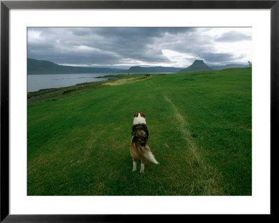 A Solitary Dog Looks Into The Distance by Sisse Brimberg Pricing Limited Edition Print image
