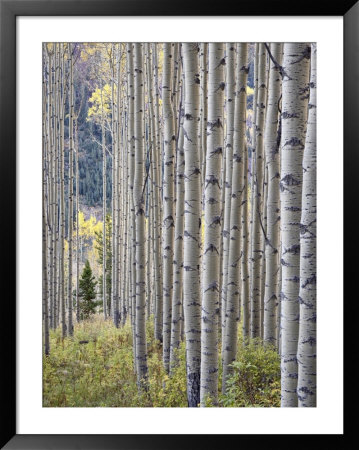 Aspen Grove With Early Fall Colors, Maroon Lake, Colorado, United States Of America, North America by James Hager Pricing Limited Edition Print image