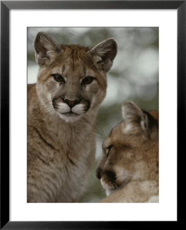 Ten-Month-Old Mountain Lion And Its Mother by Jim And Jamie Dutcher Pricing Limited Edition Print image