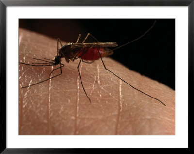 Close-Up Of A Mosquito Drinking Blood by Darlyne A. Murawski Pricing Limited Edition Print image