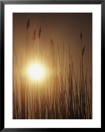 View Of The Setting Sun Behind Tall Grasses by Bill Curtsinger Pricing Limited Edition Print image