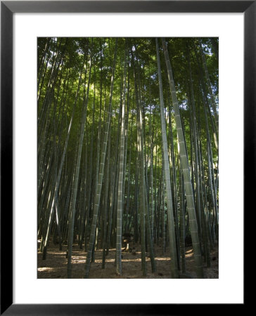 Bamboo Forest, Kamakura City, Kanagawa Prefecture, Japan by Christian Kober Pricing Limited Edition Print image