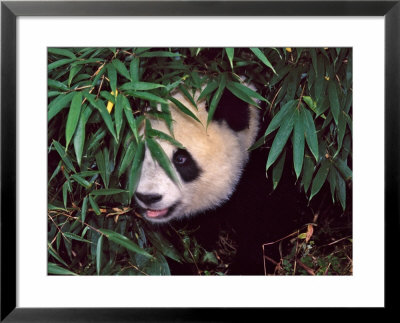 Panda Cub In The Bamboo Bush, Wolong, Sichuan, China by Keren Su Pricing Limited Edition Print image