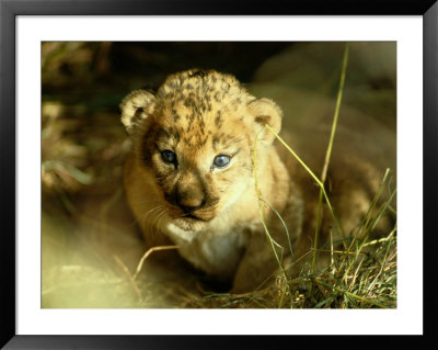 A Two-Week-Old Lion Cub With Blue Eyes by Beverly Joubert Pricing Limited Edition Print image