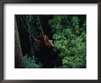 A Sub-Adult Male Orangutan Uses Vines To Swing From Tree To Tree by Michael Nichols Pricing Limited Edition Print image