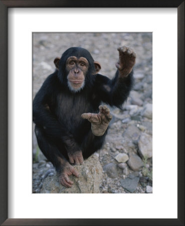 An Obliging Chimp Shows Off The Splayed Big Toe Typical Of Ape Feet by Kenneth Garrett Pricing Limited Edition Print image