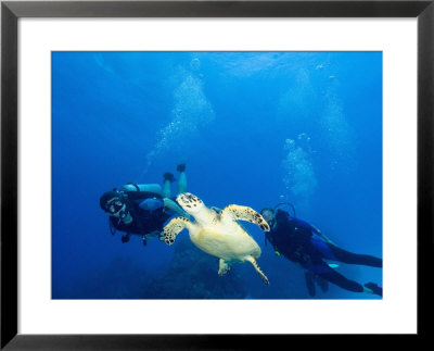 Scuba Divers With Hawksbill Turtle, Half Moon Caye, World Heritage Site, Barrier Reef, Belize by Stuart Westmoreland Pricing Limited Edition Print image