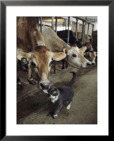 A Cat Accepts A Lick From A Cow At A Dairy Farm In Massachusetts by Ira Block Pricing Limited Edition Print image