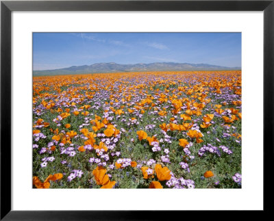 California Poppies And Other Wildflowers Fill A Scenic Landscape by Rich Reid Pricing Limited Edition Print image