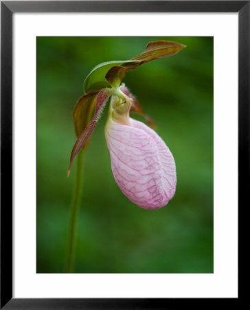 Pink Lady's Slipper Near Nurse Mountain, Granby, Vermont, Usa by Jerry & Marcy Monkman Pricing Limited Edition Print image