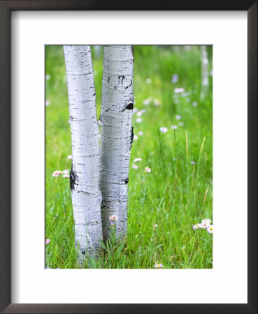 Aspen Trees And Wildflowers, Lake City, Colorado, Usa by Janell Davidson Pricing Limited Edition Print image