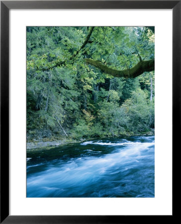 The Mckenzie River Flows Through The Trees by Roy Toft Pricing Limited Edition Print image
