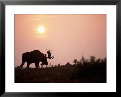 Moose Bull With Antlers Silhouetted At Sunset, Wildfire Smoke, Denali National Park, Alaska, Usa by Steve Kazlowski Pricing Limited Edition Print image
