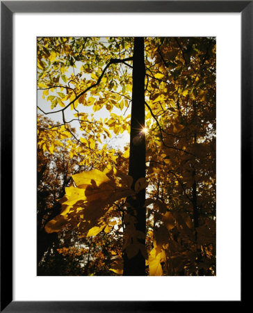 Hickory Tree In Golden Fall Color Along The Appalachian Trail by Raymond Gehman Pricing Limited Edition Print image