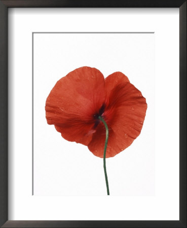 Common Poppy by Petra Wegner Pricing Limited Edition Print image
