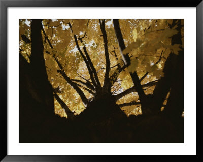 View Looking Up An Oak Tree Trunk At Highlighted Yellow Autumn Leaves by Stephen St. John Pricing Limited Edition Print image