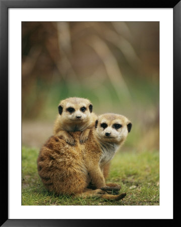 A Pair Of Captive Meerkats Keep Close Company by Roy Toft Pricing Limited Edition Print image