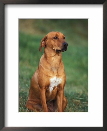 Rhodesian Ridgeback Sitting Down by Adriano Bacchella Pricing Limited Edition Print image