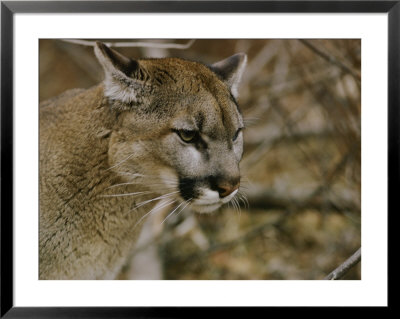The Head Of A Mountain Lion by Dr. Maurice G. Hornocker Pricing Limited Edition Print image