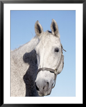 Close-Up Of Lipizzan, Wadsworth, Il by Lynn M. Stone Pricing Limited Edition Print image