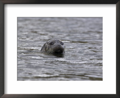 Common (Harbour) Seal, Phoca Vitulina, Wester Ross, Scotland, United Kingdom by Steve & Ann Toon Pricing Limited Edition Print image