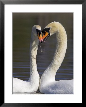 Mute Swan Pair, Courting At Martin Mere Wildfowl And Wetlands Trust Nature Reserve, Lancashire by Steve & Ann Toon Pricing Limited Edition Print image