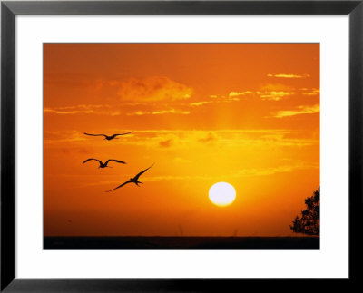 Frigate Birds Soaring At Sunrise, Cayos Cochinos, Islas De La Bahia, Honduras by Ralph Lee Hopkins Pricing Limited Edition Print image