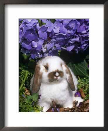 Baby Holland Lop Eared Rabbit, Amongst Hydrangeas, Usa by Lynn M. Stone Pricing Limited Edition Print image