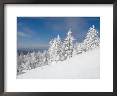 Snowy Trees On The Slopes Of Mount Cardigan, Canaan, New Hampshire, Usa by Jerry & Marcy Monkman Pricing Limited Edition Print image