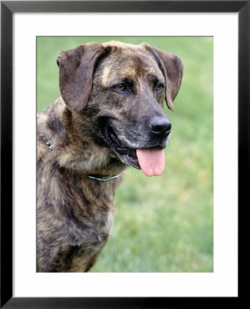 Portrait Of A Mixed Breed Dog by Robert Cattan Pricing Limited Edition Print image
