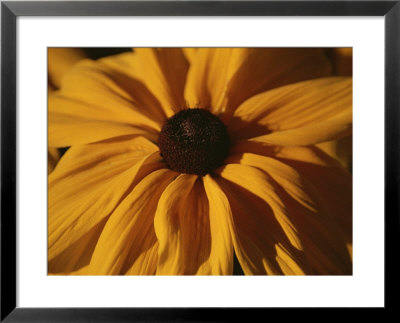 A Close View Of A Black-Eyed Susan Flower Side-Lit At Dawn by Stephen St. John Pricing Limited Edition Print image